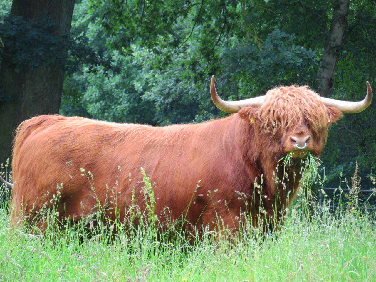 Sindbad von der Rehhecke